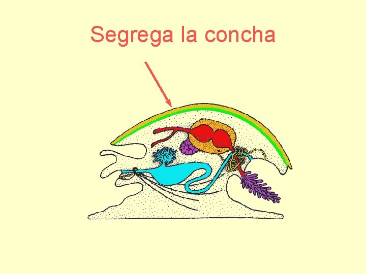 Segrega la concha 