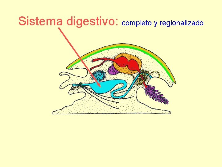 Sistema digestivo: completo y regionalizado 