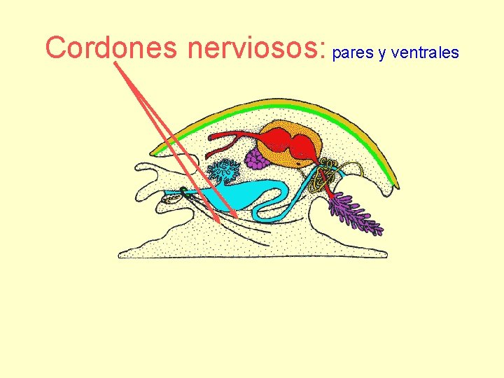 Cordones nerviosos: pares y ventrales 
