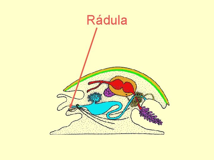 Rádula 