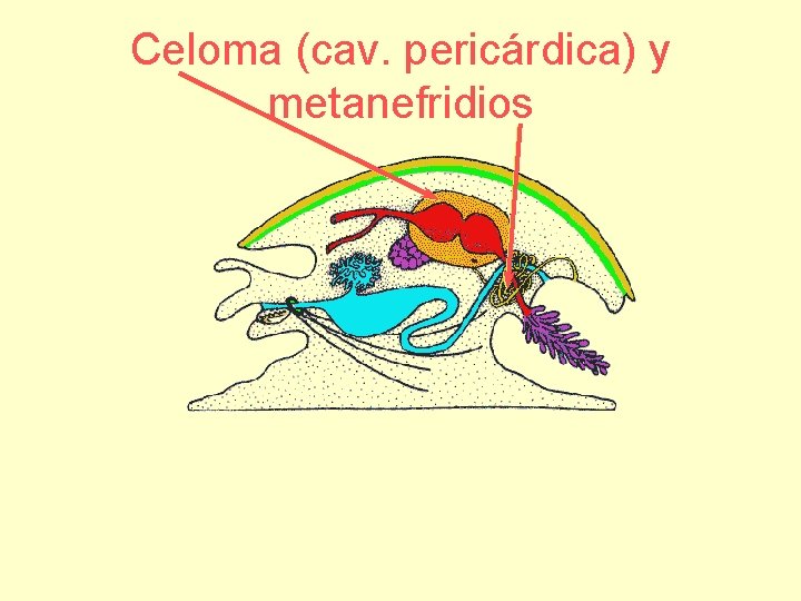 Celoma (cav. pericárdica) y metanefridios 