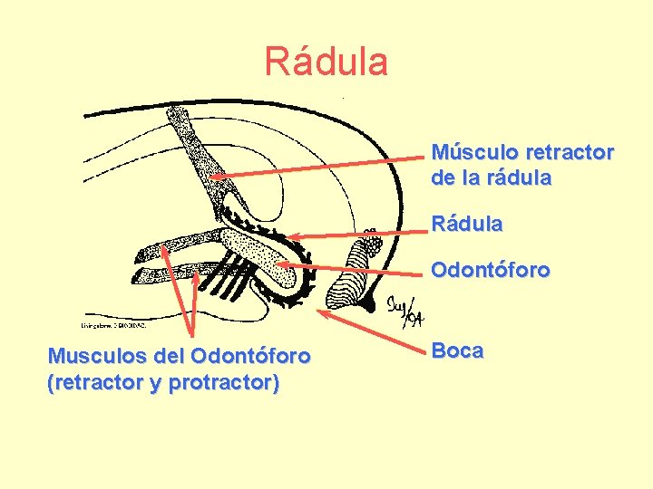 Rádula Músculo retractor de la rádula Rádula Odontóforo Musculos del Odontóforo (retractor y protractor)