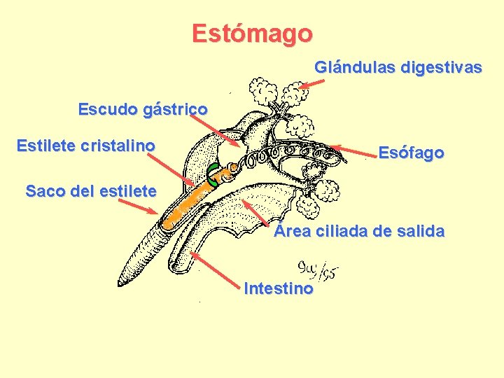 Estómago Glándulas digestivas Escudo gástrico Estilete cristalino Esófago Saco del estilete Área ciliada de