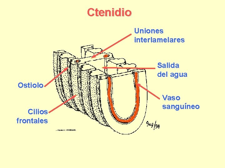 Ctenidio Uniones interlamelares Salida del agua Ostiolo Cilios frontales Vaso sanguíneo 