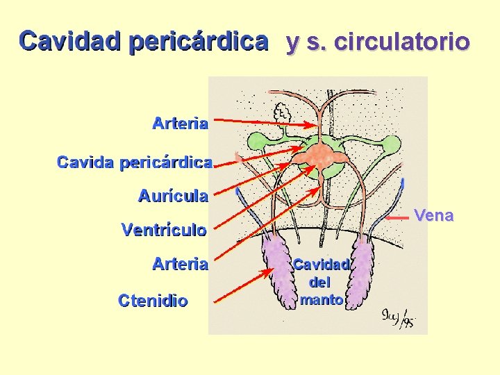 y s. circulatorio Vena 