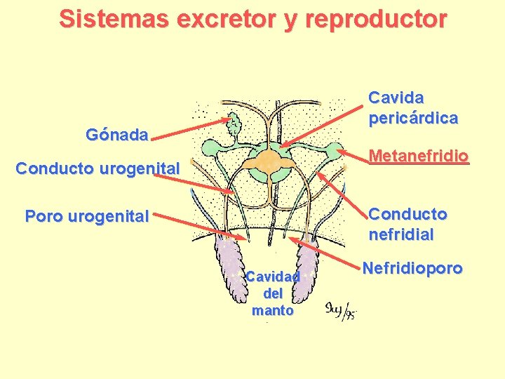 Sistemas excretor y reproductor Cavida pericárdica Gónada Metanefridio Conducto urogenital Conducto nefridial Poro urogenital