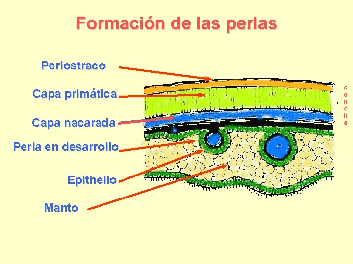 Formación de las perlas Periostraco Capa primática Capa nacarada Perla en desarrollo Epithelio Manto