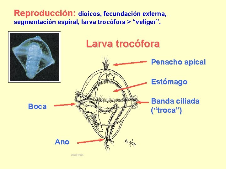 Reproducción: dioicos, fecundación externa, segmentación espiral, larva trocófora > “velíger”. Larva trocófora Penacho apical