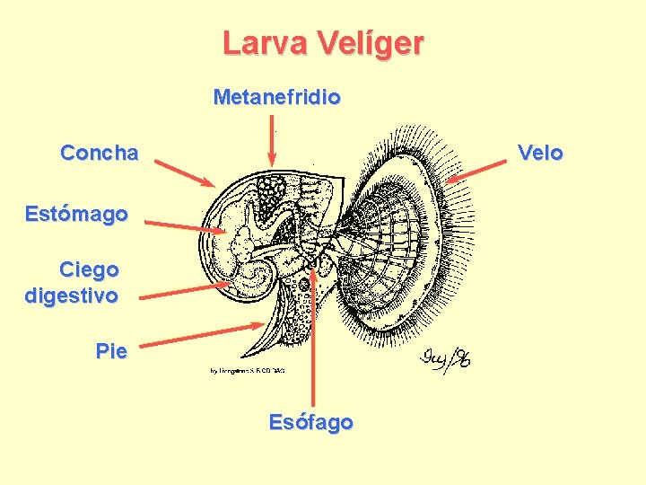 Larva Velíger Metanefridio Concha Velo Estómago Ciego digestivo Pie Esófago 