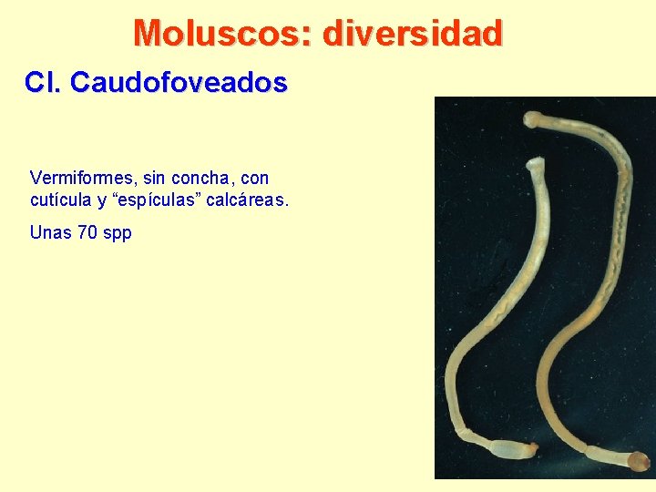 Moluscos: diversidad Cl. Caudofoveados Vermiformes, sin concha, con cutícula y “espículas” calcáreas. Unas 70