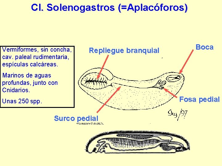 Cl. Solenogastros (=Aplacóforos) Vermiformes, sin concha, cav. paleal rudimentaria, espículas calcáreas. Repliegue branquial Boca