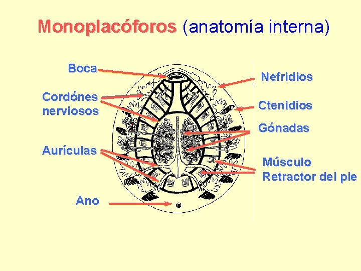 Monoplacóforos (anatomía interna) Boca Cordónes nerviosos Nefridios Ctenidios Gónadas Aurículas Ano Músculo Retractor del