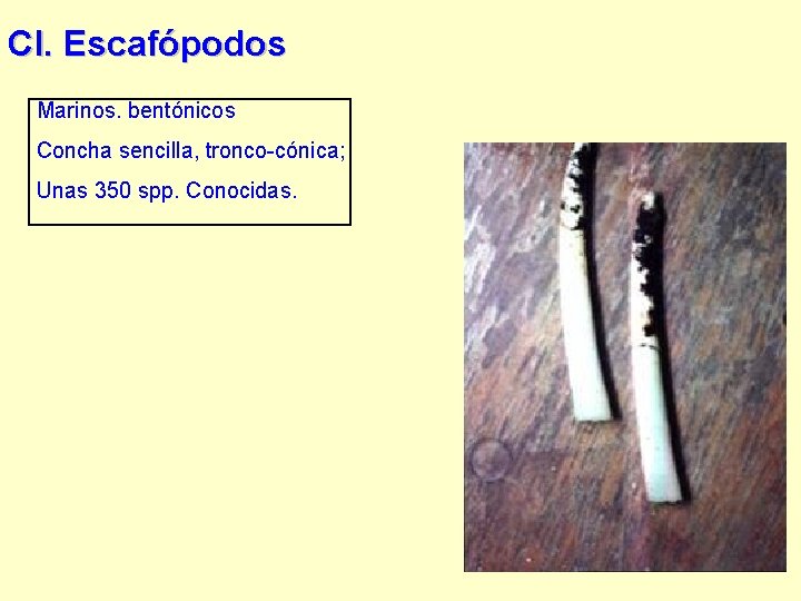 Cl. Escafópodos Marinos. bentónicos Concha sencilla, tronco-cónica; Unas 350 spp. Conocidas. 