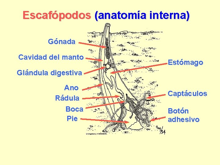 Escafópodos (anatomía interna) Gónada Cavidad del manto Estómago Glándula digestiva Ano Rádula Boca Pie