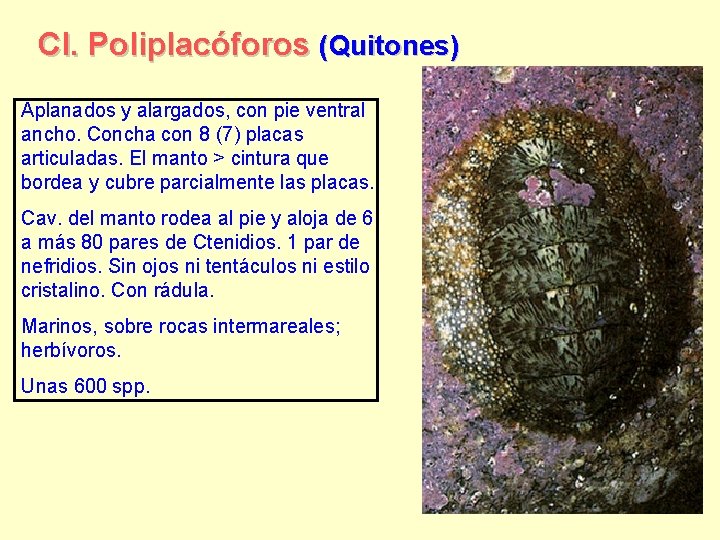 Cl. Poliplacóforos (Quitones) Aplanados y alargados, con pie ventral ancho. Concha con 8 (7)
