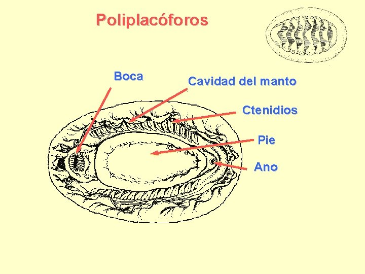 Poliplacóforos Boca Cavidad del manto Ctenidios Pie Ano 