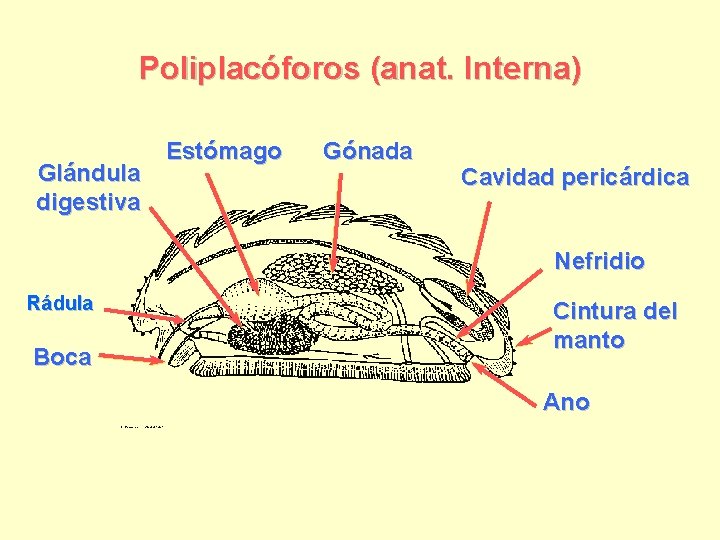 Poliplacóforos (anat. Interna) Glándula digestiva Estómago Gónada Cavidad pericárdica Nefridio Rádula Boca Cintura del