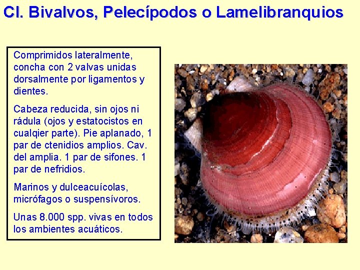 Cl. Bivalvos, Pelecípodos o Lamelibranquios Comprimidos lateralmente, concha con 2 valvas unidas dorsalmente por