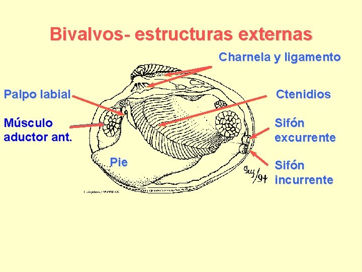 Bivalvos- estructuras externas Charnela y ligamento Palpo labial Ctenidios Músculo aductor ant. Sifón excurrente