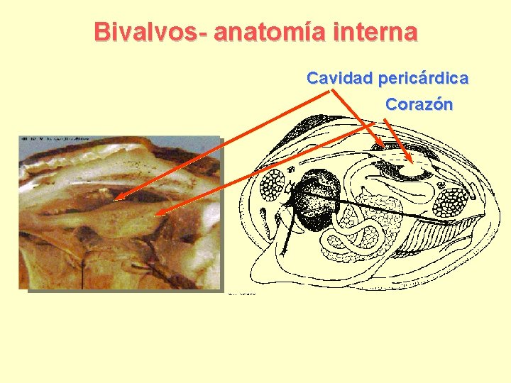 Bivalvos- anatomía interna Cavidad pericárdica Corazón 