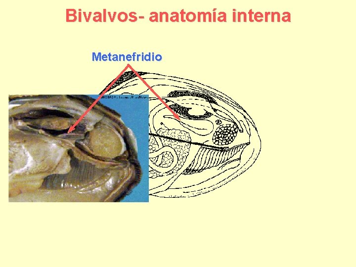 Bivalvos- anatomía interna Metanefridio 