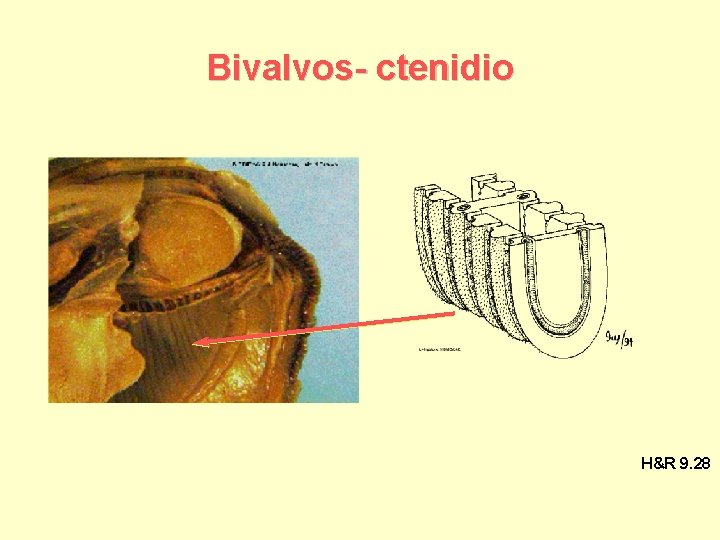 Bivalvos- ctenidio H&R 9. 28 
