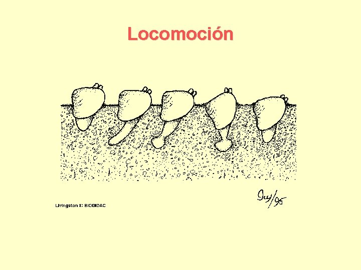 Locomoción 
