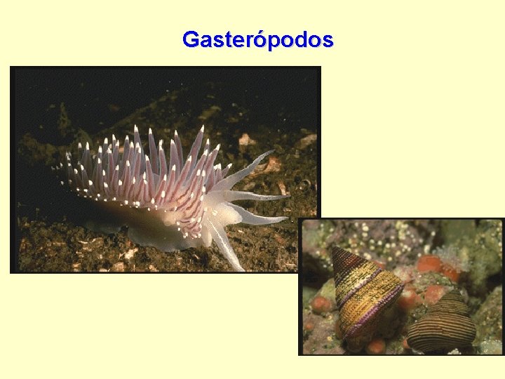 Gasterópodos 