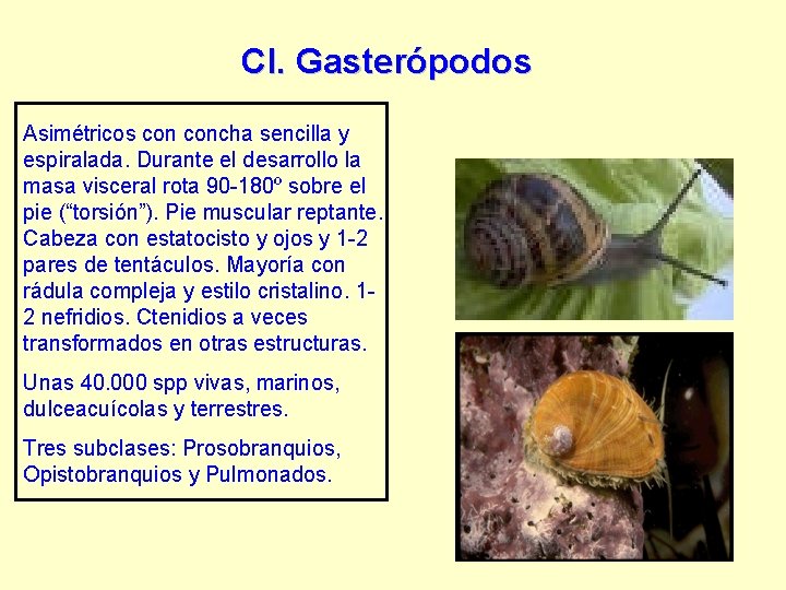 Cl. Gasterópodos Asimétricos concha sencilla y espiralada. Durante el desarrollo la masa visceral rota