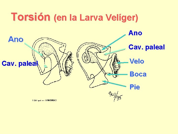 Torsión (en la Larva Velíger) Ano Cav. paleal Velo Boca Pie 