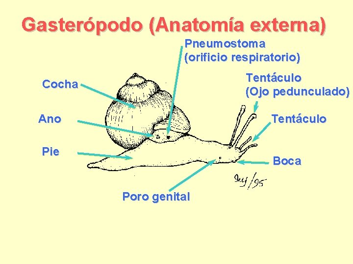 Gasterópodo (Anatomía externa) Pneumostoma (orificio respiratorio) Tentáculo (Ojo pedunculado) Cocha Tentáculo Ano Pie Boca