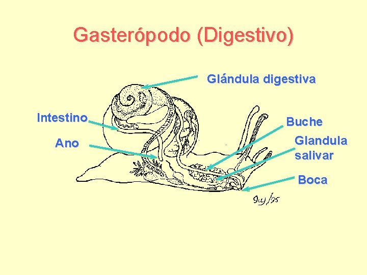 Gasterópodo (Digestivo) Glándula digestiva Intestino Ano Buche Glandula salivar Boca 