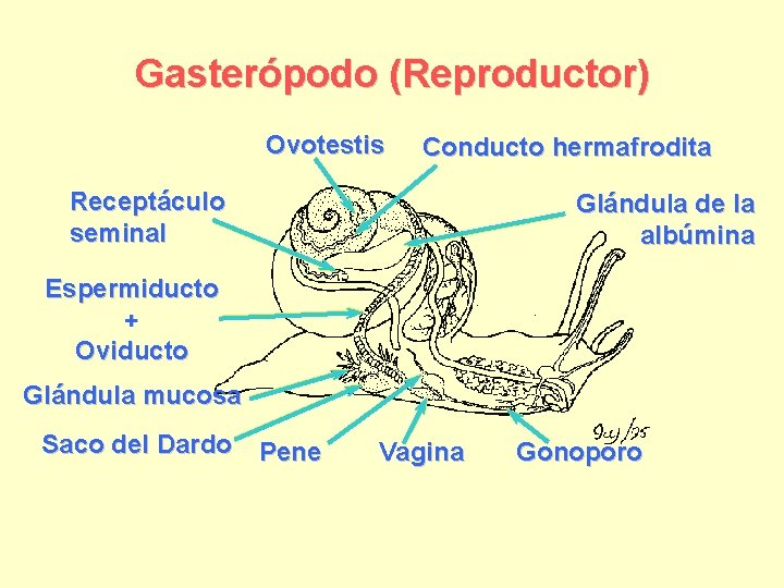 Gasterópodo (Reproductor) Ovotestis Conducto hermafrodita Receptáculo seminal Glándula de la albúmina Espermiducto + Oviducto