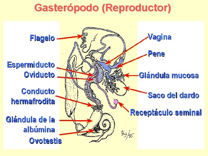 Gasterópodo (Reproductor) 