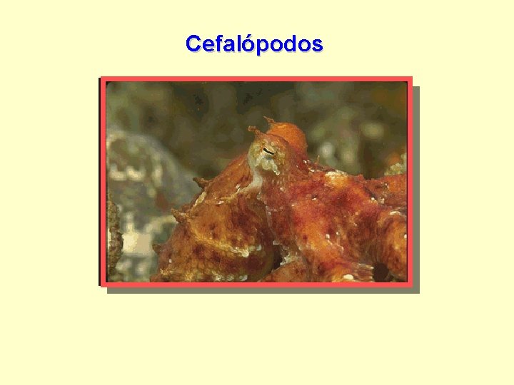 Cefalópodos 