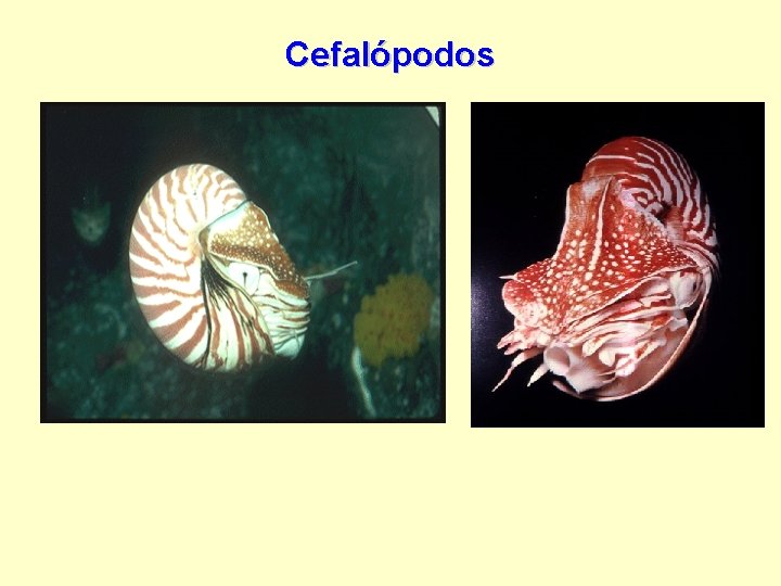 Cefalópodos 