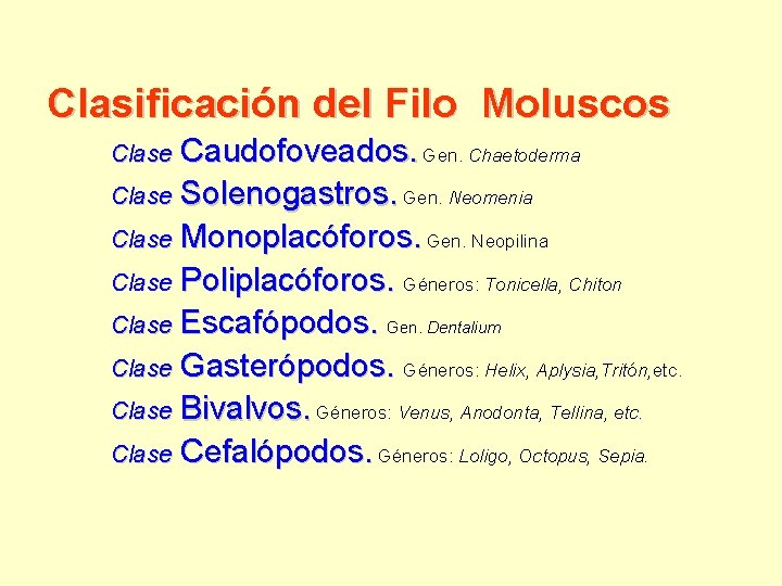 Clasificación del Filo Moluscos Caudofoveados. Gen. Chaetoderma Clase Solenogastros. Gen. Neomenia Clase Monoplacóforos. Gen.