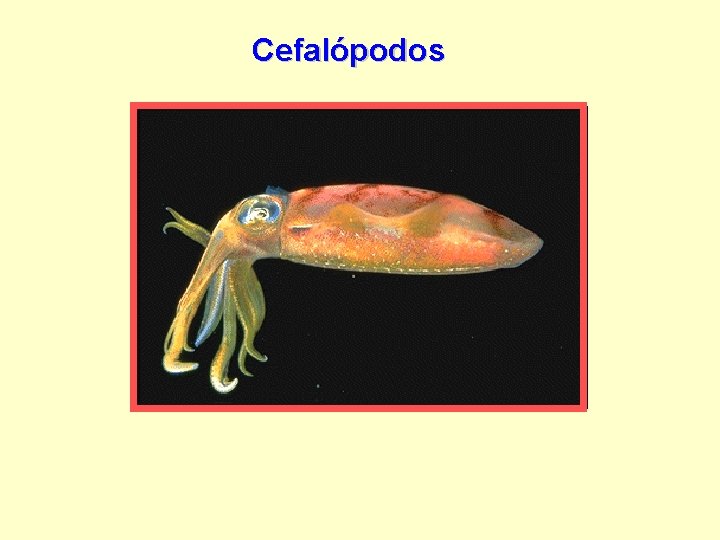 Cefalópodos 