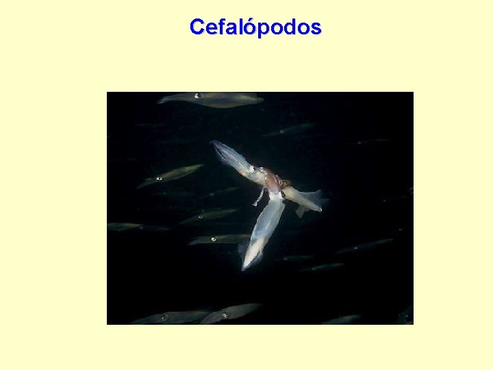 Cefalópodos 