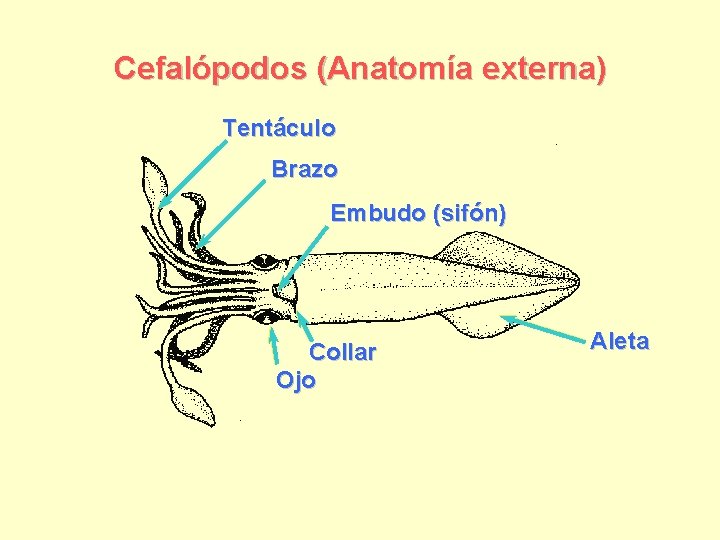 Cefalópodos (Anatomía externa) Tentáculo Brazo Embudo (sifón) Collar Ojo Aleta 