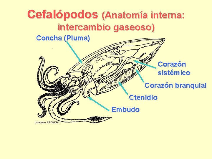 Cefalópodos (Anatomía interna: intercambio gaseoso) Concha (Pluma) Corazón sistémico Corazón branquial Ctenidio Embudo 