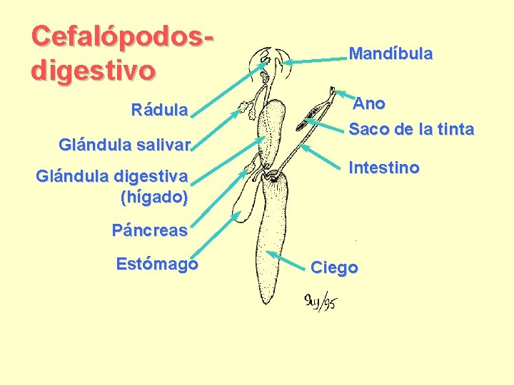 Cefalópodosdigestivo Rádula Glándula salivar Glándula digestiva (hígado) Mandíbula Ano Saco de la tinta Intestino