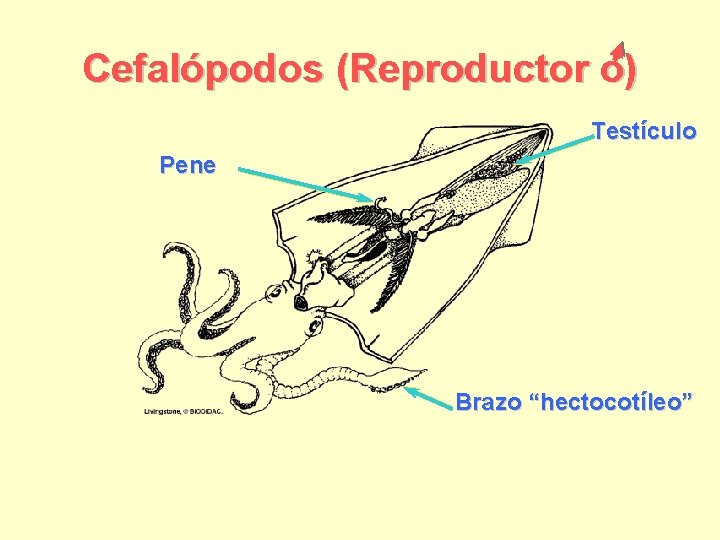 Cefalópodos (Reproductor o) Testículo Pene Brazo “hectocotíleo” 