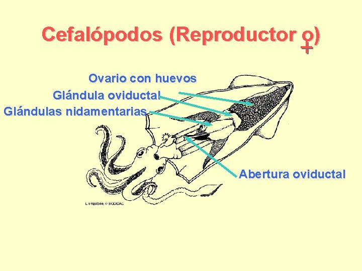 Cefalópodos (Reproductor o) Ovario con huevos Glándula oviductal Glándulas nidamentarias Abertura oviductal 