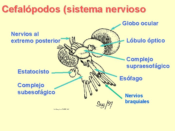 Cefalópodos (sistema nervioso Globo ocular Nervios al extremo posterior Estatocisto Lóbulo óptico Complejo supraesofágico