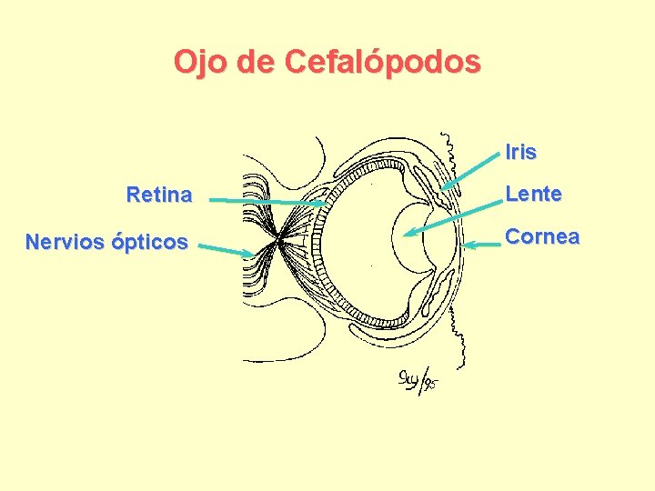 Ojo de Cefalópodos Iris Retina Nervios ópticos Lente Cornea 