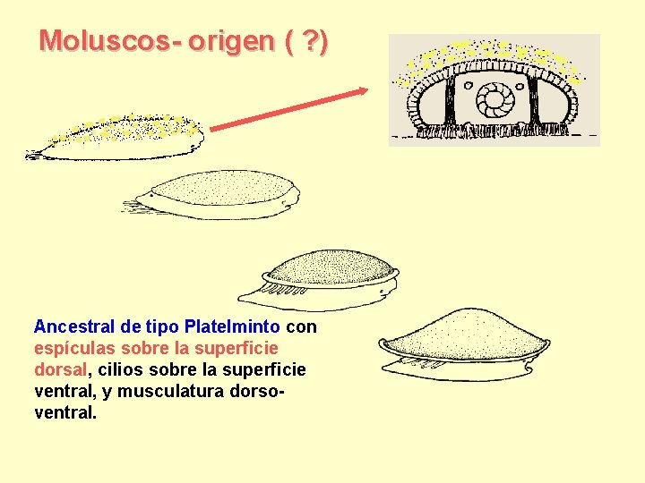 Moluscos- origen ( ? ) Ancestral de tipo Platelminto con espículas sobre la superficie