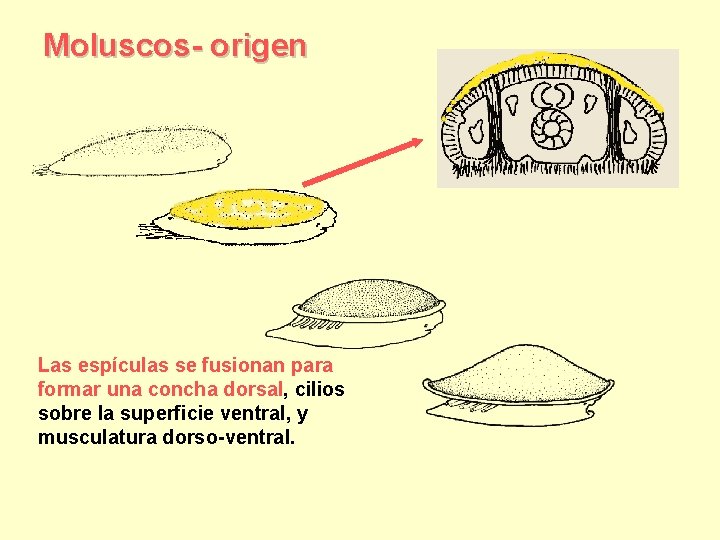 Moluscos- origen Las espículas se fusionan para formar una concha dorsal, cilios sobre la