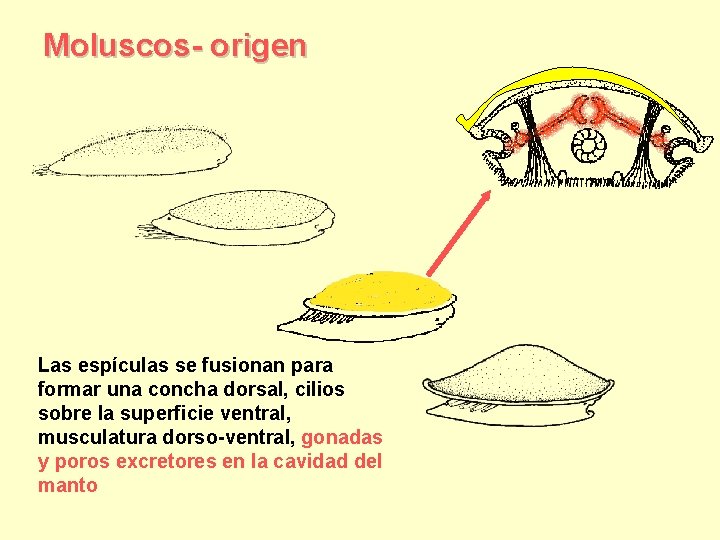 Moluscos- origen Las espículas se fusionan para formar una concha dorsal, cilios sobre la