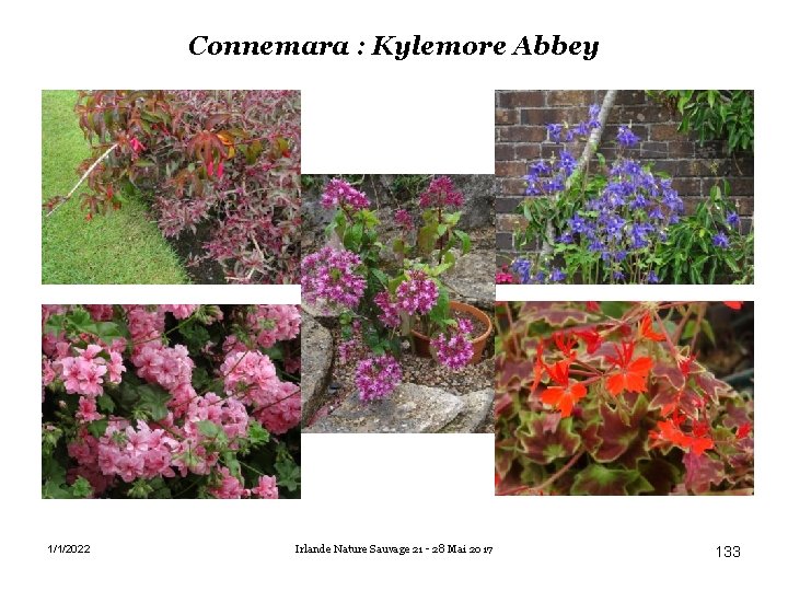 Connemara : Kylemore Abbey 1/1/2022 Irlande Nature Sauvage 21 - 28 Mai 2017 133